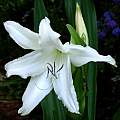 Crinum'White Prince closeup, Alani Davis [Shift+click to enlarge, Click to go to wiki entry]