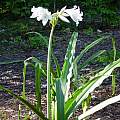 Crinum 'White Prince' blooming plant. Photo taken July 2004 by Jay Yourch.