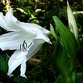 Profile of Crinum 'White Prince'. Photo taken June 2006 by Alani Davis. Profile of Crinum 'White Prince'. Photo taken June 2006 by Alani Davis.
