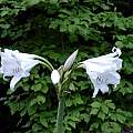 Crinum 'White Prince' umbel. Photo taken July 2004 by Jay Yourch.