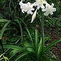 Crinum 'White Queen' blooming plant, Alani Davis Crinum 'White Queen' blooming plant, Alani Davis