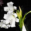 Crinum 'White Queen', Randy Rick Crinum 'White Queen', Randy Rick