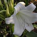 Crinum 'White Queen' closeup, Alani Davis [Shift+click to enlarge, Click to go to wiki entry]