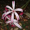 Crinum × augustum, Alani Davis [Shift+click to enlarge, Click to go to wiki entry]