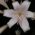 Crinum × goweni, Alani Davis [Shift+click to enlarge, Click to go to wiki entry]