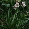 Crinum × virginicum blooming plant, Alani Davis Crinum × virginicum blooming plant, Alani Davis