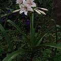 Crinum × virginicum blooming plant, Alani Davis Crinum × virginicum blooming plant, Alani Davis
