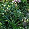 Closeup of Crinum ×herbertii, Alani Davis Closeup of Crinum ×herbertii, Alani Davis