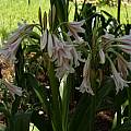 Crinum ×herbertii umbel, Alani Davis Crinum ×herbertii umbel, Alani Davis
