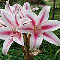 Crinum × herbertii umbel, Alani Davis Crinum × herbertii umbel, Alani Davis
