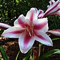Closeup of Crinum &#039;Schreck&#039;, Jay Yourch  [Shift+click to enlarge, Click to go to wiki entry]