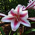Crinum 'Schreck', Jay Yourch [Shift+click to enlarge, Click to go to wiki entry]