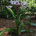 Crinum 'Schreck', Jay Yourch Crinum 'Schreck', Jay Yourch