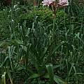 Crinum ×herbertii, Alani Davis