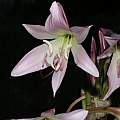 Crinum × powellii 'Roseum' flower, Alani Davis