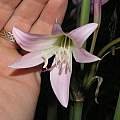 Crinum × powellii 'Roseum' flower, Alani Davis Crinum × powellii 'Roseum' flower, Alani Davis