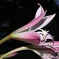 Crinum × powellii 'Roseum' flower profile, Alani Davis Crinum × powellii 'Roseum' flower profile, Alani Davis