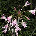 Crinum × powellii 'Roseum' umbel, Alani Davis