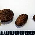 Crinum acaule seeds, Nhu Nguyen Crinum acaule seeds, Nhu Nguyen