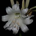 Crinum album double flower, Alani Davis Crinum album double flower, Alani Davis
