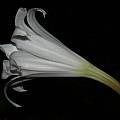 Crinum album double flower, Alani Davis