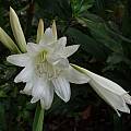 Crinum album double flower, Alani Davis Crinum album double flower, Alani Davis