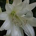 Crinum album double flower, Alani Davis Crinum album double flower, Alani Davis