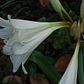 Crinum album double flower, Alani Davis Crinum album double flower, Alani Davis