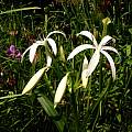 Crinum americanum, Jim McKenney [Shift+click to enlarge, Click to go to wiki entry]