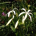 Crinum americanum, Jim McKenney Crinum americanum, Jim McKenney