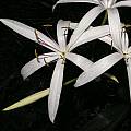Crinum americanum, Alani Davis Crinum americanum, Alani Davis