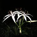 Crinum americanum, Alani Davis [Shift+click to enlarge, Click to go to wiki entry]