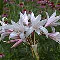 Crinum amoenum × C. 'Antares' umbel, Alani Davis Crinum amoenum × C. 'Antares' umbel, Alani Davis