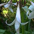 Crinum amoenum × C. 'Antares' partially opened bud shaped like a bird, Alani Davis Crinum amoenum × C. 'Antares' partially opened bud shaped like a bird, Alani Davis