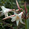 Crinum amoenum × C. 'Antares' freshly opened flower, Alani Davis Crinum amoenum × C. 'Antares' freshly opened flower, Alani Davis
