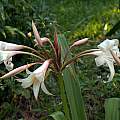 Crinum amoenum × C. 'Antares' umbel, Alani Davis Crinum amoenum × C. 'Antares' umbel, Alani Davis