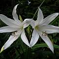 Crinum amoenum × C. 'Super Ellen' close up, Jay Yourch [Shift+click to enlarge, Click to go to wiki entry]