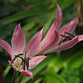 Crinum amoenum × C. 'Super Ellen' close up, Jay Yourch Crinum amoenum × C. 'Super Ellen' close up, Jay Yourch