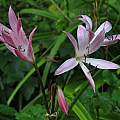 Crinum amoenum × C. 'Super Ellen' umbel, Jay Yourch Crinum amoenum × C. 'Super Ellen' umbel, Jay Yourch