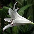 Crinum amoenum × C. 'Super Ellen' profile, Jay Yourch Crinum amoenum × C. 'Super Ellen' profile, Jay Yourch