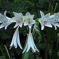 Crinum amoenum × C. 'Super Ellen' umbel, Jay Yourch Crinum amoenum × C. 'Super Ellen' umbel, Jay Yourch