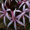 Crinum amoenum × C. procerum splendens flower, Alani Davis Crinum amoenum × C. procerum splendens flower, Alani Davis
