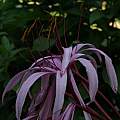 Crinum amoenum × C. procerum splendens flower profile, Alani Davis Crinum amoenum × C. procerum splendens flower profile, Alani Davis
