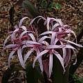 Crinum amoenum × C. procerum splendens umbel, Alani Davis [Shift+click to enlarge, Click to go to wiki entry]