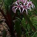 Crinum amoenum × C. procerum splendens plant, Alani Davis Crinum amoenum × C. procerum splendens plant, Alani Davis