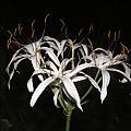 Crinum amoenum, Alani Davis [Shift+click to enlarge, Click to go to wiki entry]