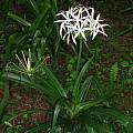Crinum amoenum, Alani Davis Crinum amoenum, Alani Davis