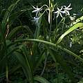 Crinum amoenum × C. 'Emma Jones', Alani Davis Crinum amoenum × C. 'Emma Jones', Alani Davis