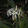 Crinum asiaticum, Alani Davis [Shift+click to enlarge, Click to go to wiki entry]
