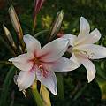 Crinum bulbispermum Jumbo, Alani Davis Crinum bulbispermum Jumbo, Alani Davis